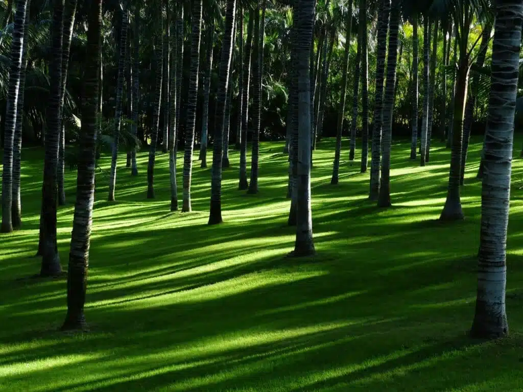 a forest representing the environmental footprint