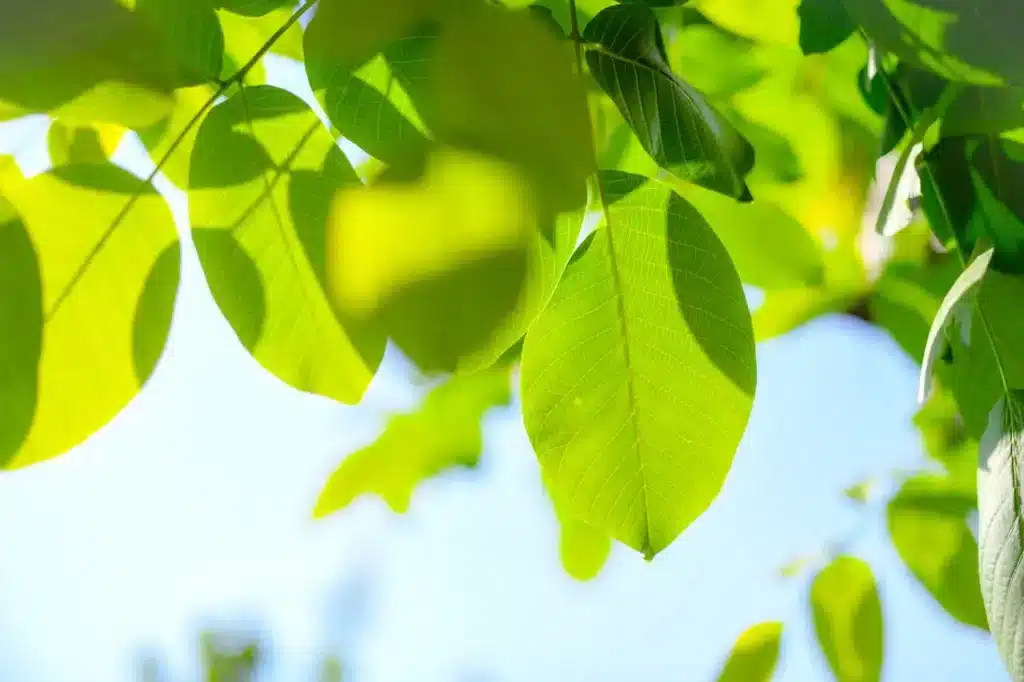 How to calculate your carbon footprint?